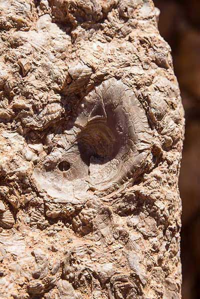 fossiles marins dans la vallée de l'Ounila